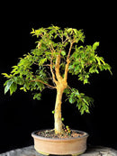 Bonsai Jabuticaba Híbrida (frutificando)