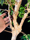 Bonsai Jabuticaba Híbrida (frutificando)