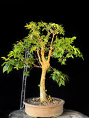 Bonsai Jabuticaba Híbrida (frutificando)